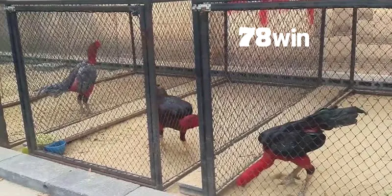 Xem ngay tầm quan trọng của chuồng chạy gà đá